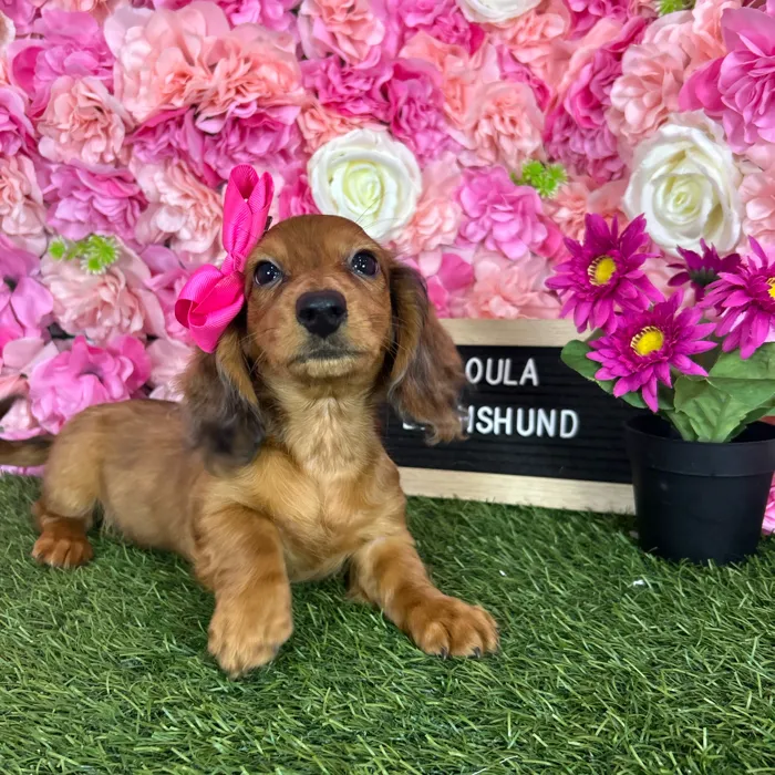 Female Dachshund puppy named Loula for sale at Pet Express Braintree.