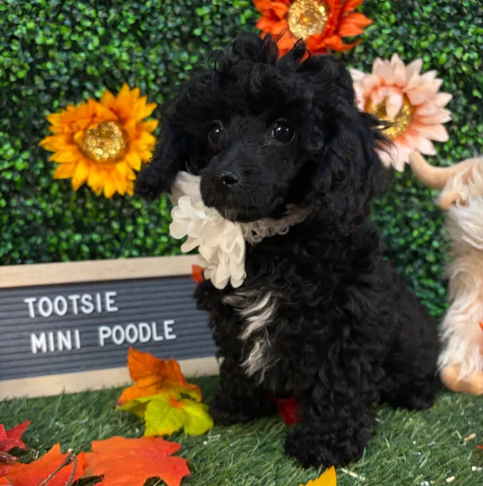 Female Poodle (Mini) puppy named Tootsie for sale at Pet Express Saugus.