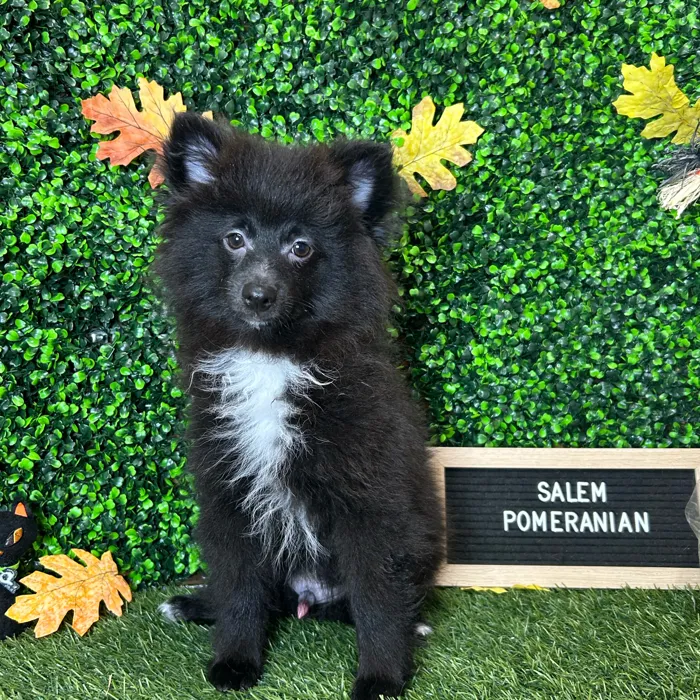 Male Pomeranian puppy named Salem for sale at Pet Express Braintree.