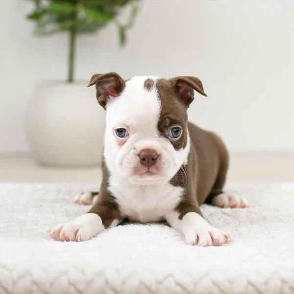 Male Boston Terrier puppy named Bean for sale at Pet Express Braintree.