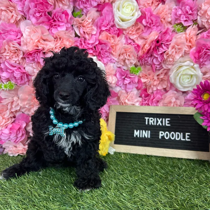 Female Poodle (Mini) puppy named Trixie for sale at Pet Express Braintree.