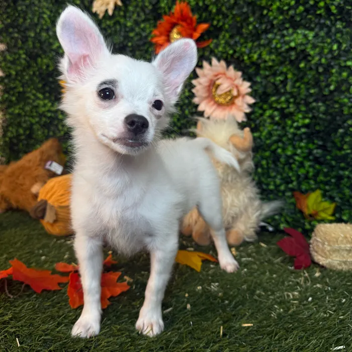 Male Chihuahua puppy named Mel for sale at Pet Express Saugus.