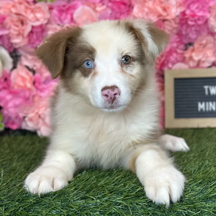 Female Miniature Australian Shepherd puppy named Twixie for sale at Pet Express Saugus.