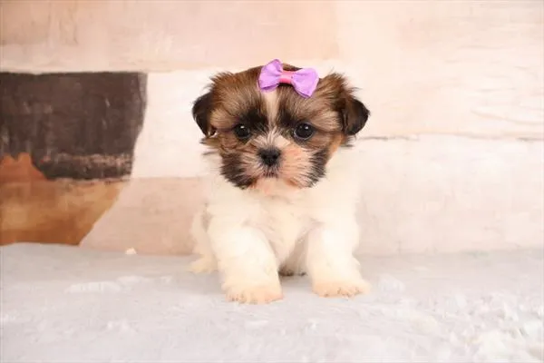 Female Shih Tzu puppy named Muffin for sale at Pet Express Saugus.