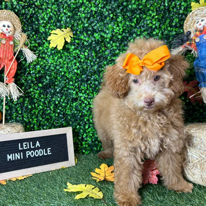 Female Poodle (Mini) puppy named Leila for sale at Pet Express Braintree.