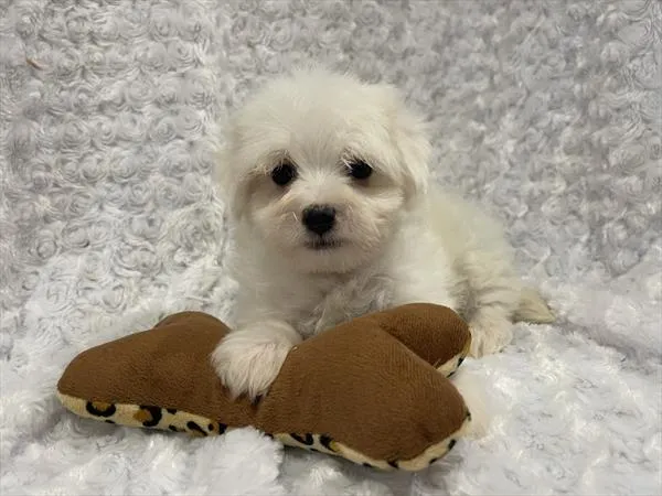 Male Maltese puppy named Spaghetti for sale at Pet Express Saugus.