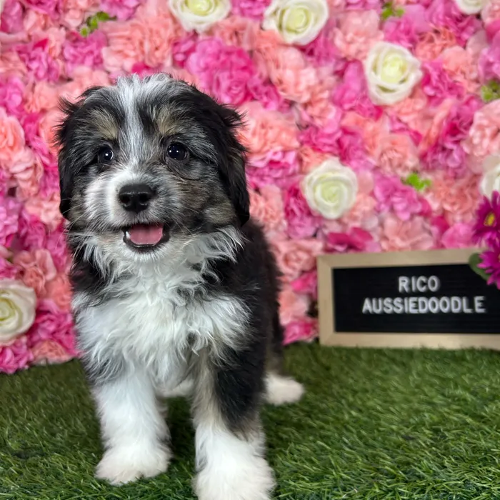 Male Aussiedoodle 2Nd Gen puppy named Rico for sale at Pet Express Braintree.