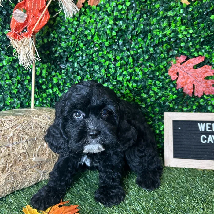 Female Cavapoo puppy named Wednesday for sale at Pet Express Braintree.
