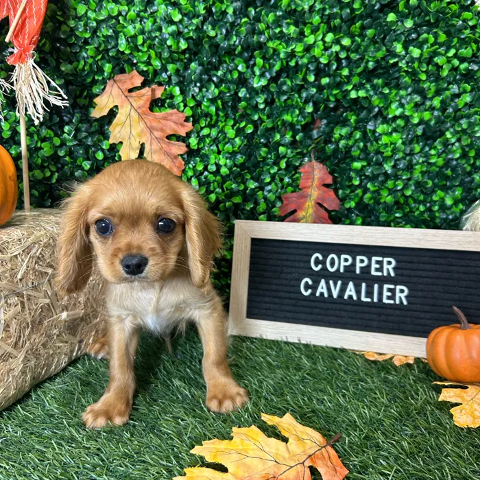 Male Cavalier King Charles Spaniel puppy named Copper for sale at Pet Express Braintree.
