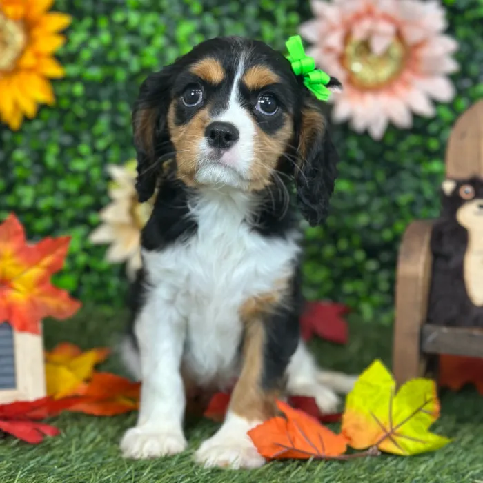 Female Cavalier King Charles Spaniel puppy named Yaya for sale at Pet Express Saugus.