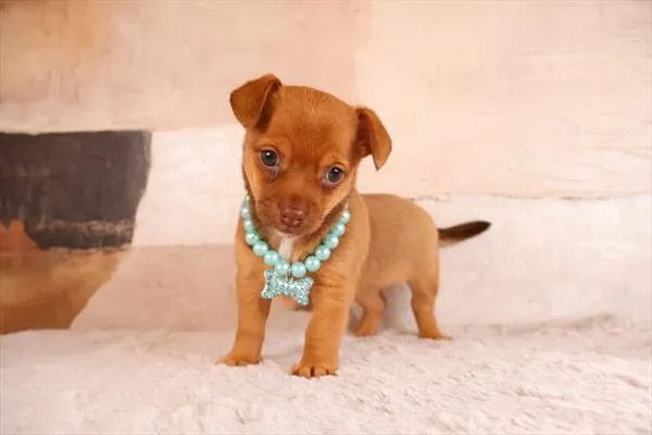 Female Chiweenie 2Nd Gen puppy named Kiki for sale at Pet Express Saugus.