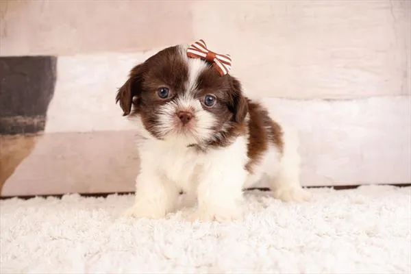 Female Shih Tzu puppy named Mc Kenzie for sale at Pet Express Saugus.
