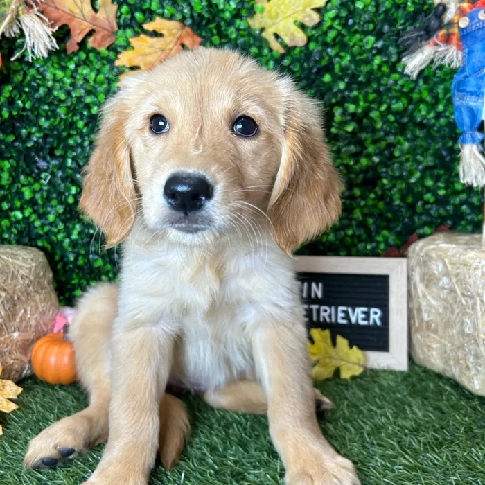Female Golden Retriever puppy named Muffin for sale at Pet Express Braintree.