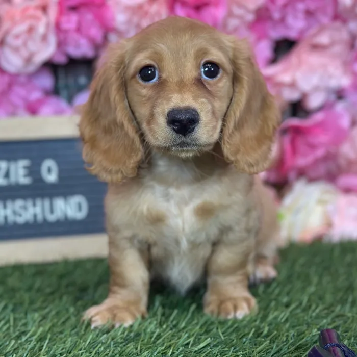 Female Dachshund puppy named Suzie Q for sale at Pet Express Saugus.