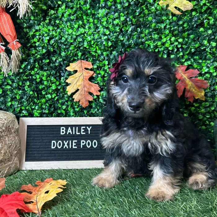 Female Doxie-Poo puppy named Bailey for sale at Pet Express Braintree.