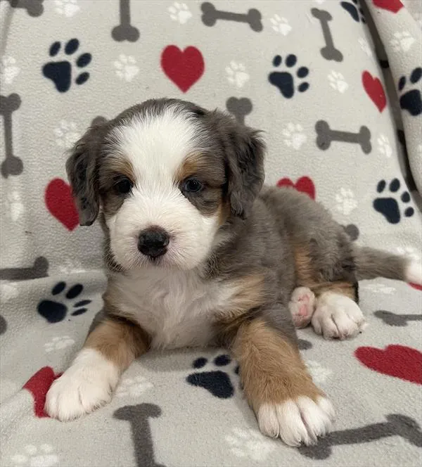 Male Mini Bernedoodle puppy named Remy for sale at Pet Express Saugus.