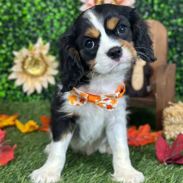 Male Cavalier King Charles Spaniel puppy named Pops for sale at Pet Express Saugus.