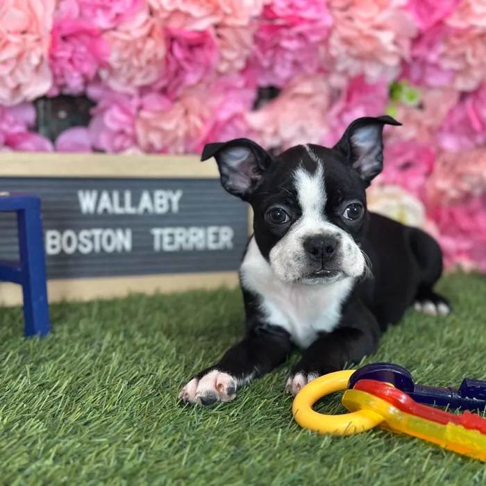 Male Boston Terrier puppy named Wallaby for sale at Pet Express Saugus.