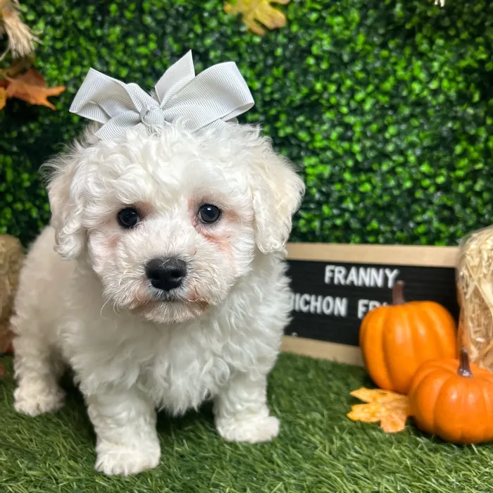 Female Bichon Frise puppy named Franny for sale at Pet Express Braintree.