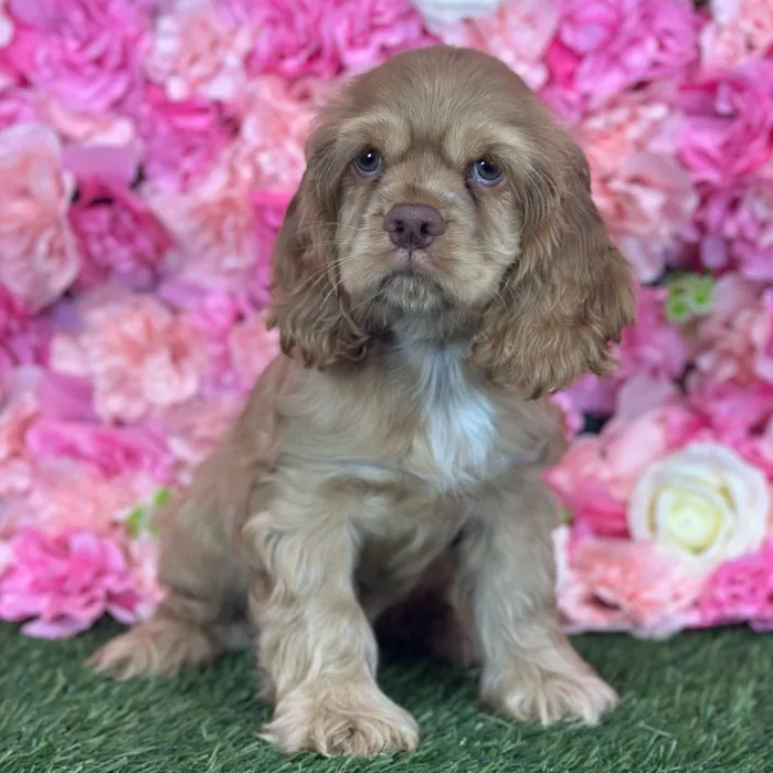 Female Cocker Spaniel puppy named Biscuit for sale at Pet Express Saugus.