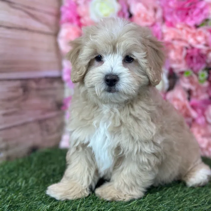 Male Malti-Poo puppy named Norman for sale at Pet Express Saugus.