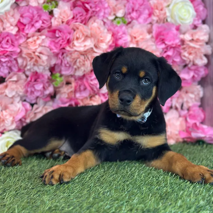 Male Rottweiler puppy named Curry for sale at Pet Express Saugus.