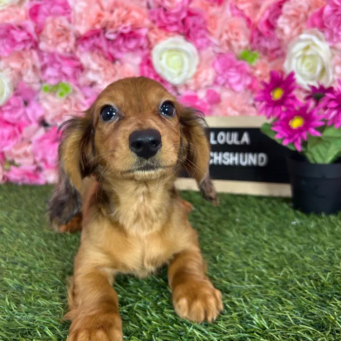 Female Dachshund puppy named Loula for sale at Pet Express Braintree.
