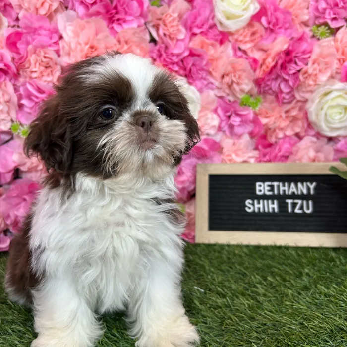 Female Shih Tzu puppy named Bethany for sale at Pet Express Braintree.