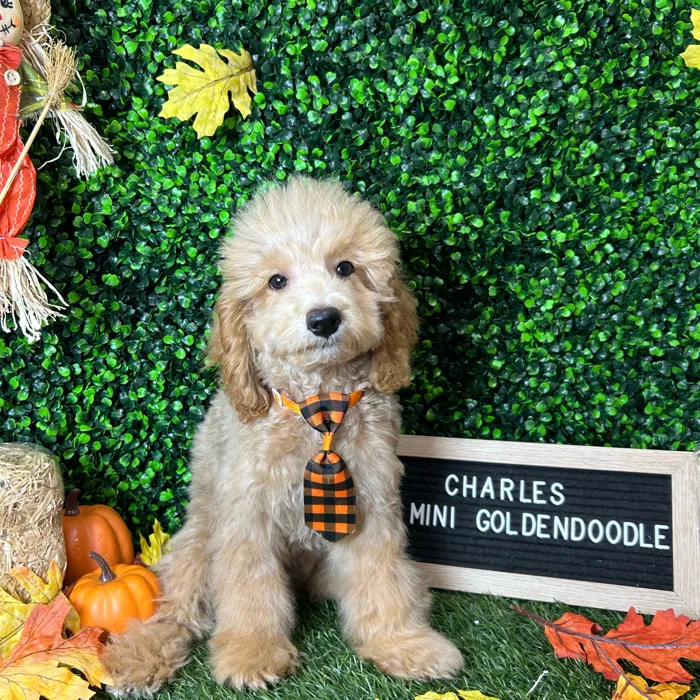 Male Mini Goldendoodle 2Nd Gen puppy named Charles for sale at Pet Express Braintree.