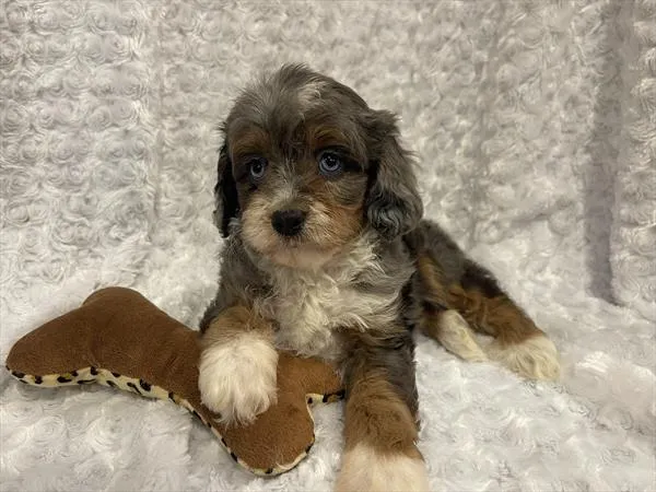 Male Cavapoo puppy named S'Mores for sale at Pet Express Saugus.