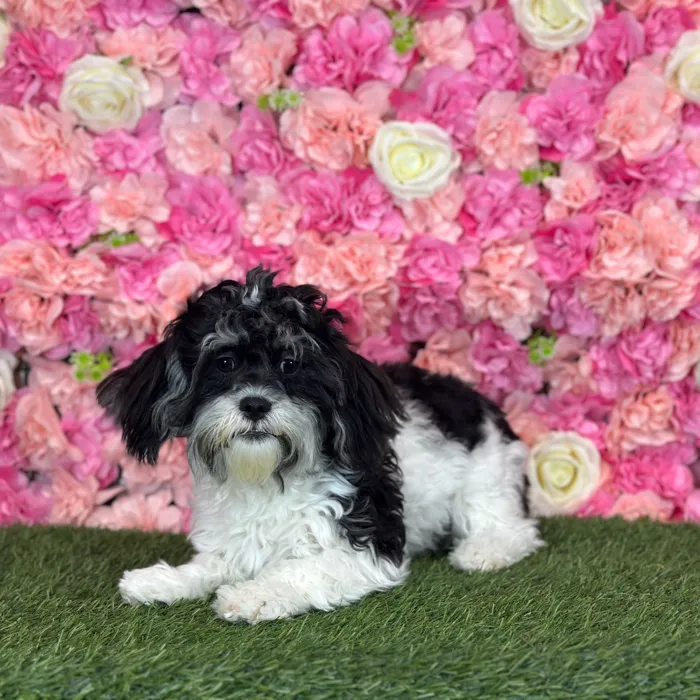 Male Lhatese puppy named Ritchie for sale at Pet Express Saugus.