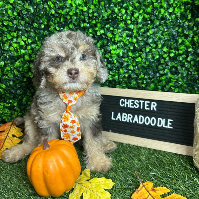 Male Mini Labradoodle 2Nd Gen puppy named Chester for sale at Pet Express Braintree.