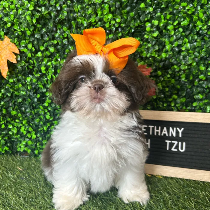 Female Shih Tzu puppy named Bethany for sale at Pet Express Braintree.
