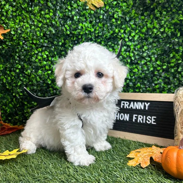 Female Bichon Frise puppy named Franny for sale at Pet Express Braintree.