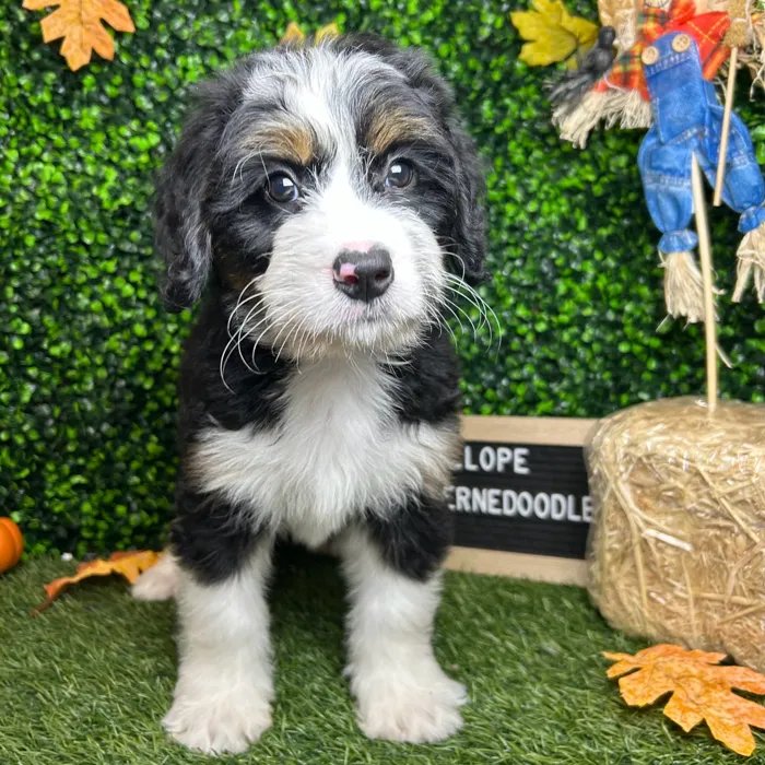 Female Mini Bernedoodle puppy named Penelope for sale at Pet Express Braintree.