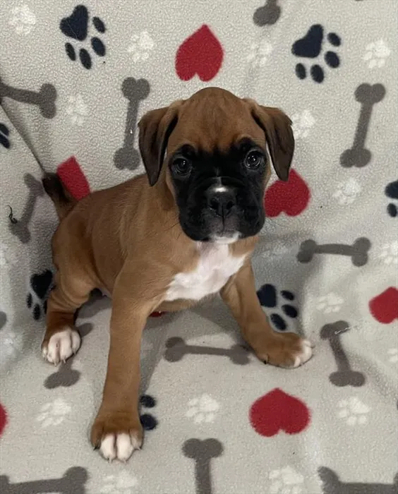 Female Boxer puppy named Laila for sale at Pet Express Braintree.