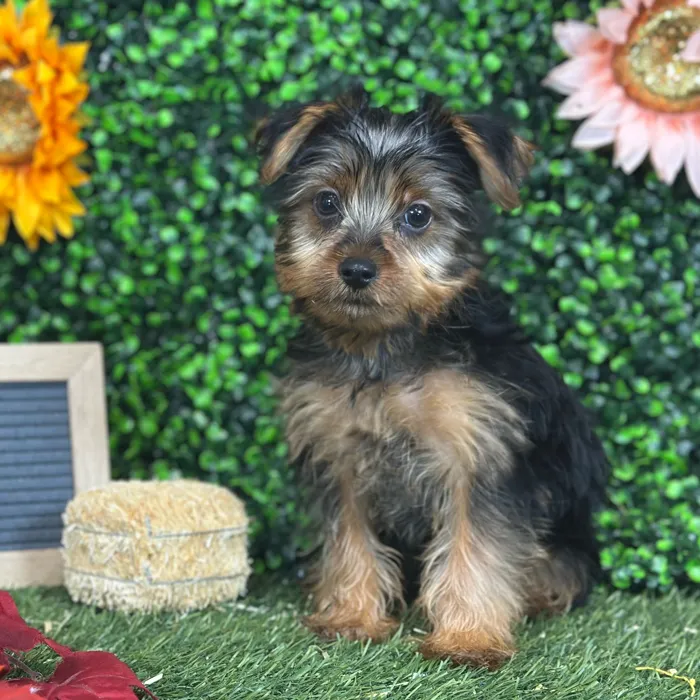 Male Yorkshire Terrier puppy named Lil' Pete for sale at Pet Express Saugus.