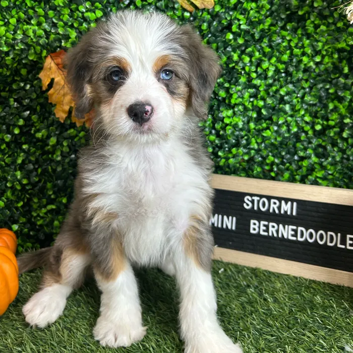 Female Mini Bernedoodle puppy named Stormi for sale at Pet Express Braintree.