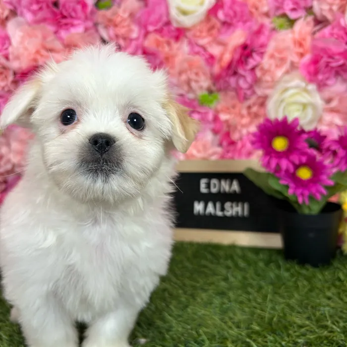 Female Malshi puppy named Edna for sale at Pet Express Braintree.