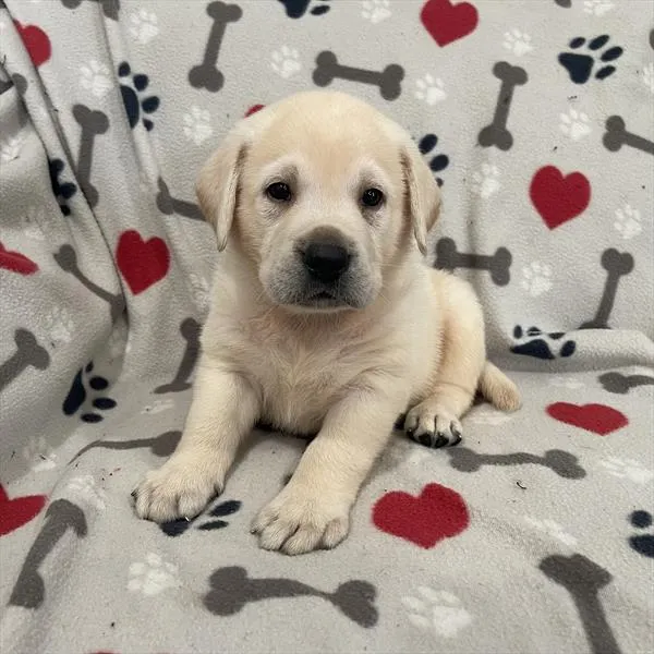 Male Labrador Retriever puppy named Gordo for sale at Pet Express Braintree.