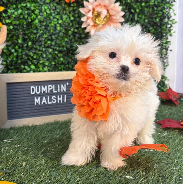 Female Malshi puppy named Dumplin' for sale at Pet Express Saugus.