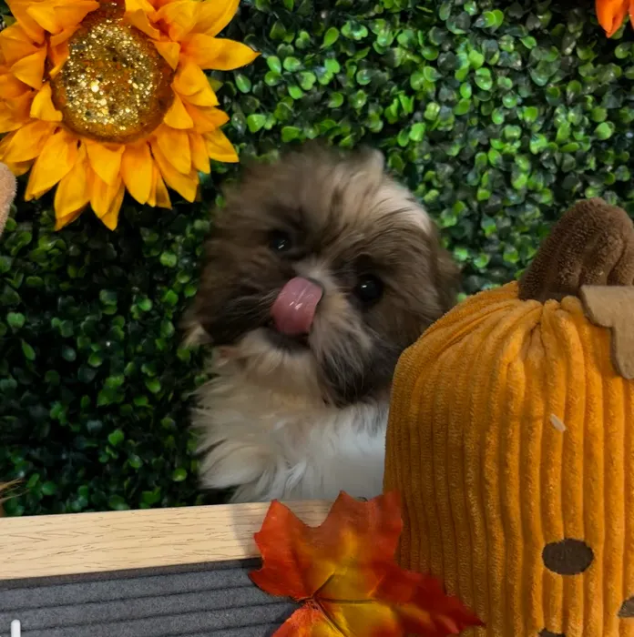 Female Shih Tzu puppy named Mini Muffin for sale at Pet Express Saugus.