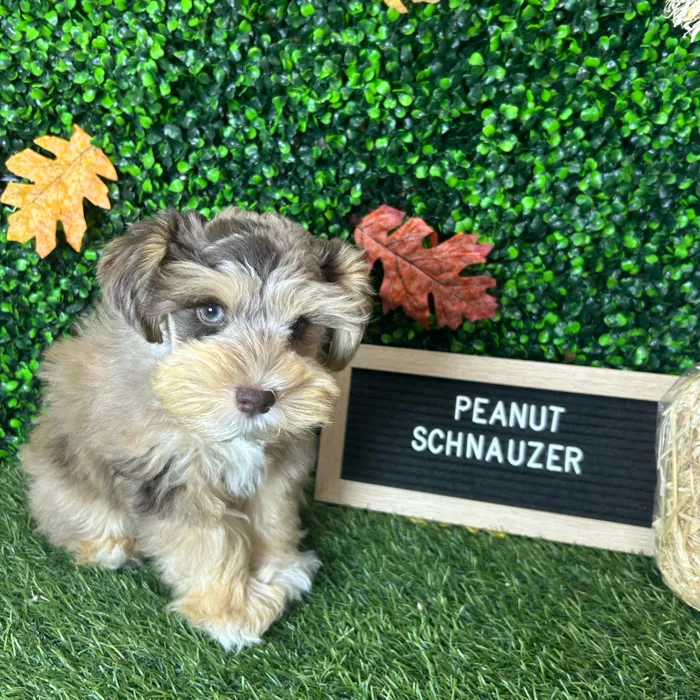 Male Miniature Schnauzer puppy named Peanut for sale at Pet Express Braintree.