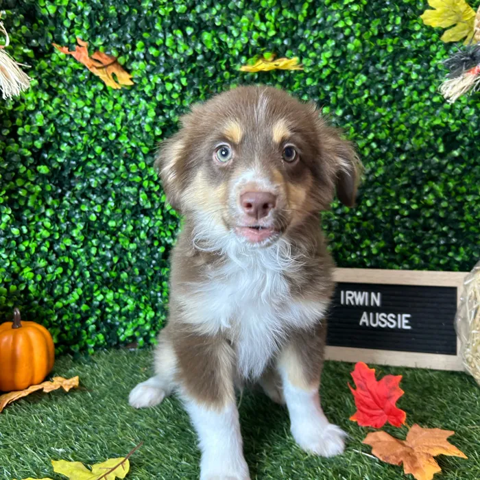 Male Miniature Australian Shepherd puppy named Irwin for sale at Pet Express Braintree.