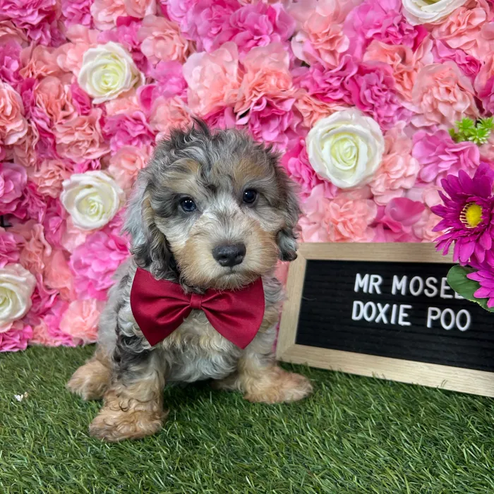 Male Doxie-Poo puppy named Mr Moseby for sale at Pet Express Braintree.
