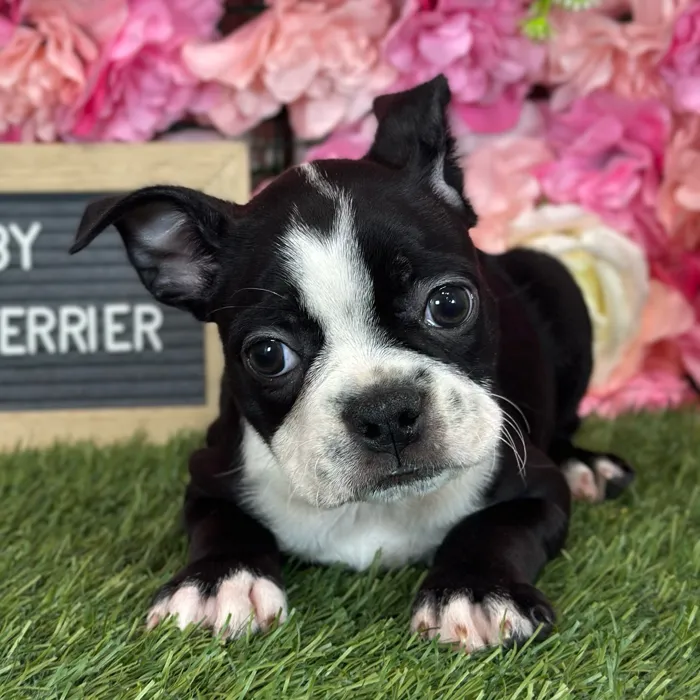 Male Boston Terrier puppy named Wallaby for sale at Pet Express Saugus.