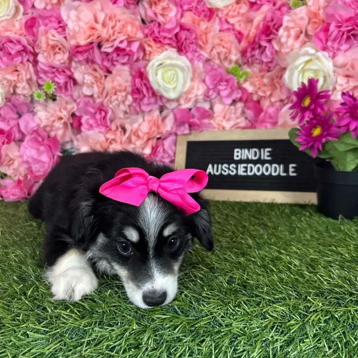 Female Aussiedoodle 2Nd Gen puppy named Bindie for sale at Pet Express Braintree.