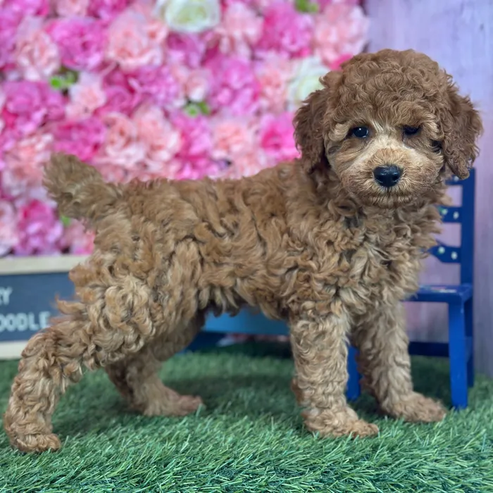 Female Poodle Moyen (Medium) puppy named Cherry for sale at Pet Express Saugus.