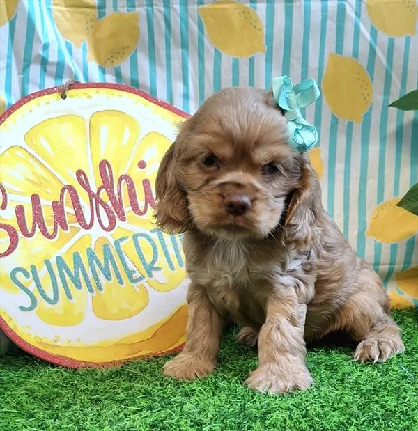 Female Cocker Spaniel puppy named Biscuit for sale at Pet Express Saugus.