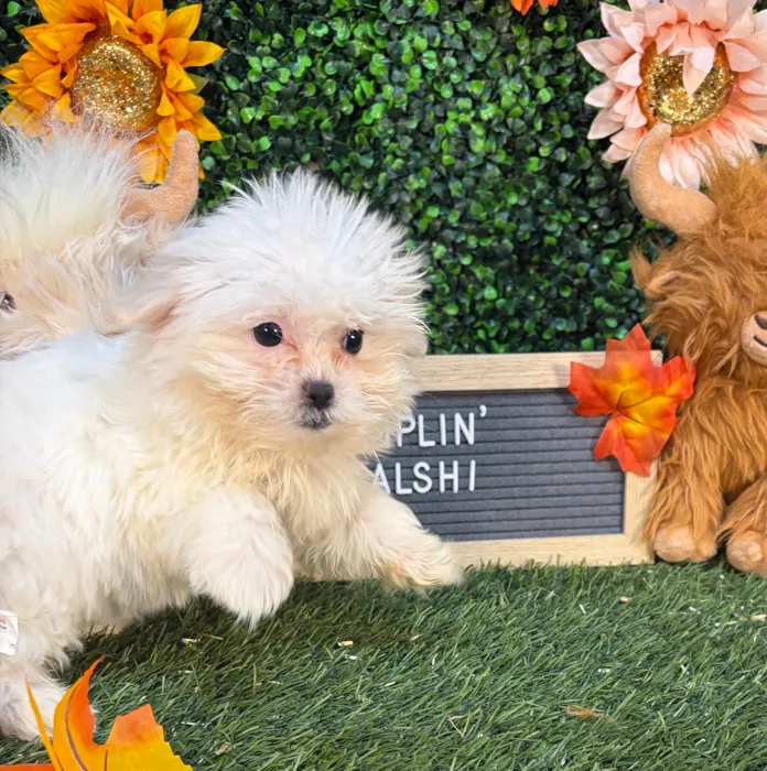 Female Malshi puppy named Dumplin' for sale at Pet Express Saugus.